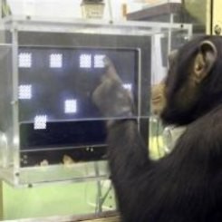 Soal Komputer, Simpanse Kalahkan Mahasiswa